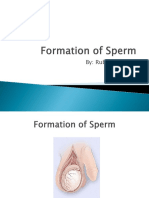 Formation of Sperm