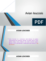 Avian Leucosis 1