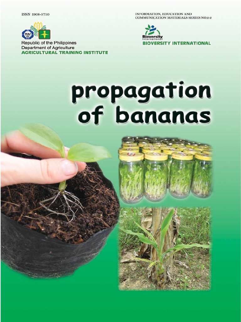 Banana Propagation PDF Landscape Plants