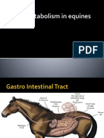 Fat Metabolism in Equines