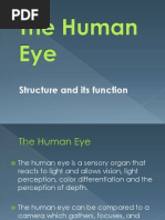 Human Eye