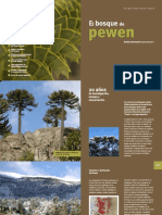 El Bosque de Pewen BOLETIN #1