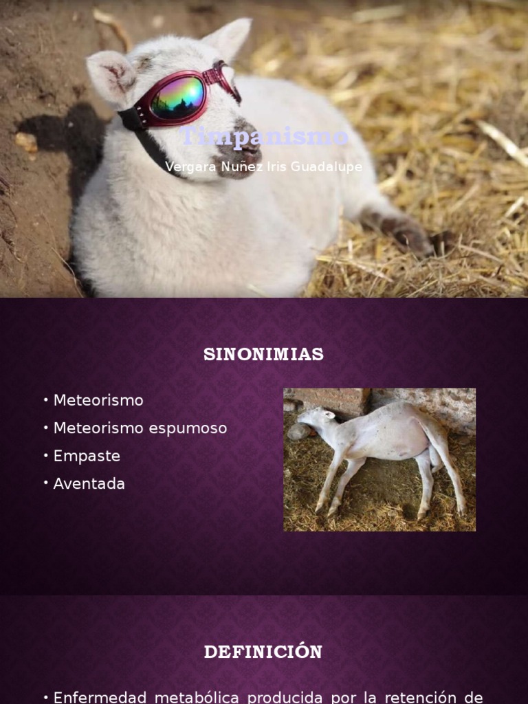 Timpanismo PDF Rumiante Oveja