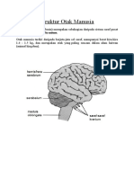 Struktur Otak Manusia
