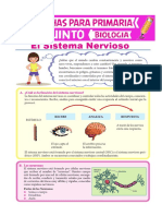 Sistema Nervioso para Quinto de Primaria