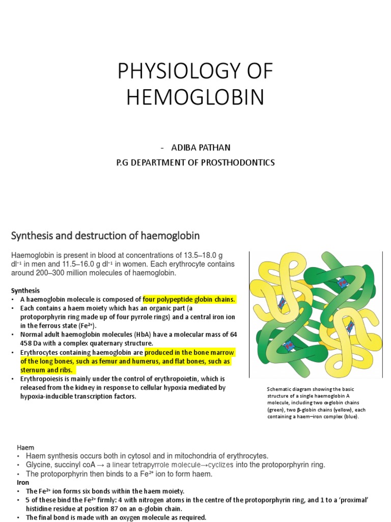 Physiology of Hemoglobin | PDF | Hemoglobin | Blood