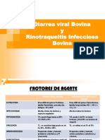 Enfermedades virales del ganado bovino: Diarrea Viral Bovina y Rinotraqueitis Infecciosa Bovina