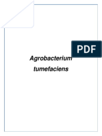 aggrobacterium