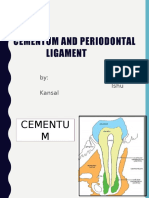 Cementum and PDL