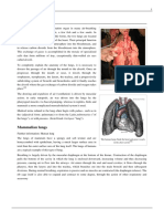 theory of lung