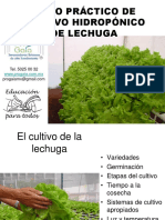 Lechuga