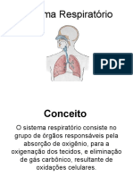 Sistema Respiratório