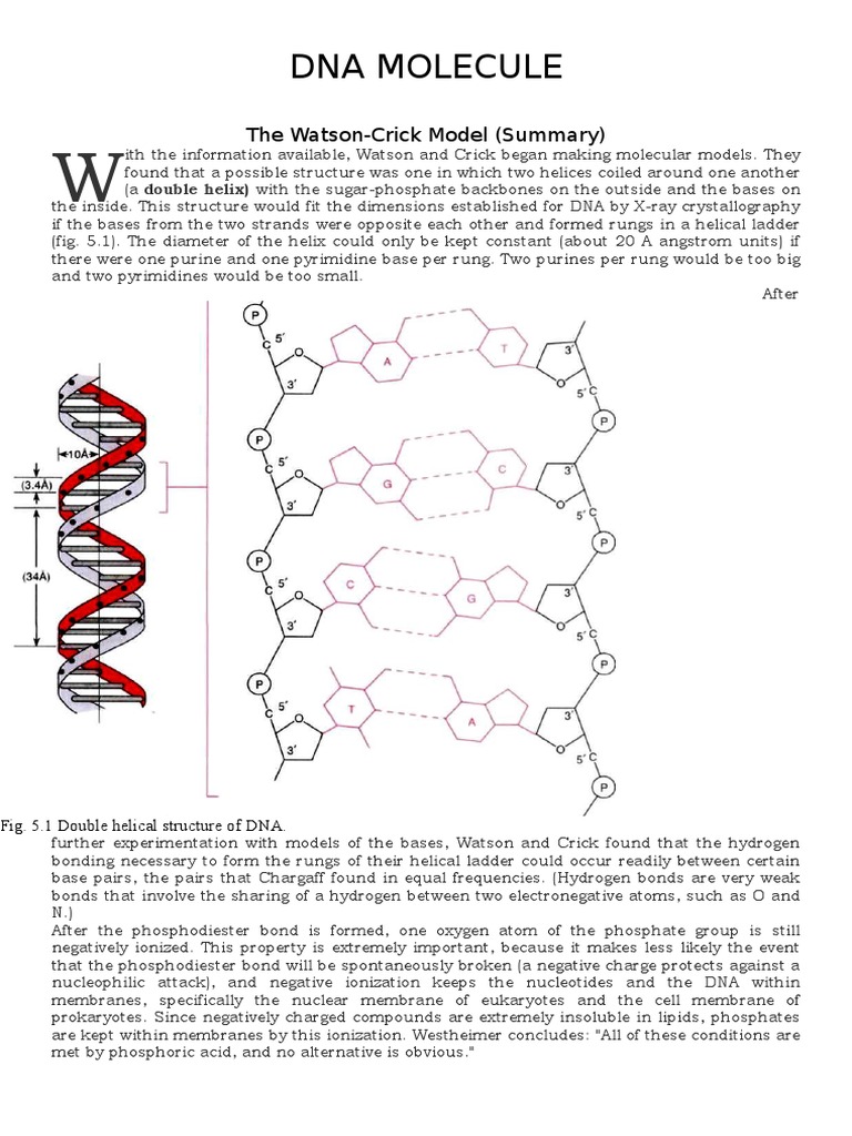 DNA Structure and Replication | PDF | Dna Replication | Primer