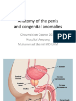 Anatomy of the Penis and Congenital Anomalies