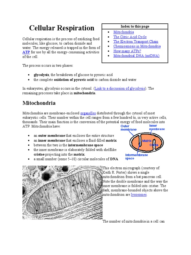 Understanding Cellular Respiration Process | PDF | Mitochondrion ...