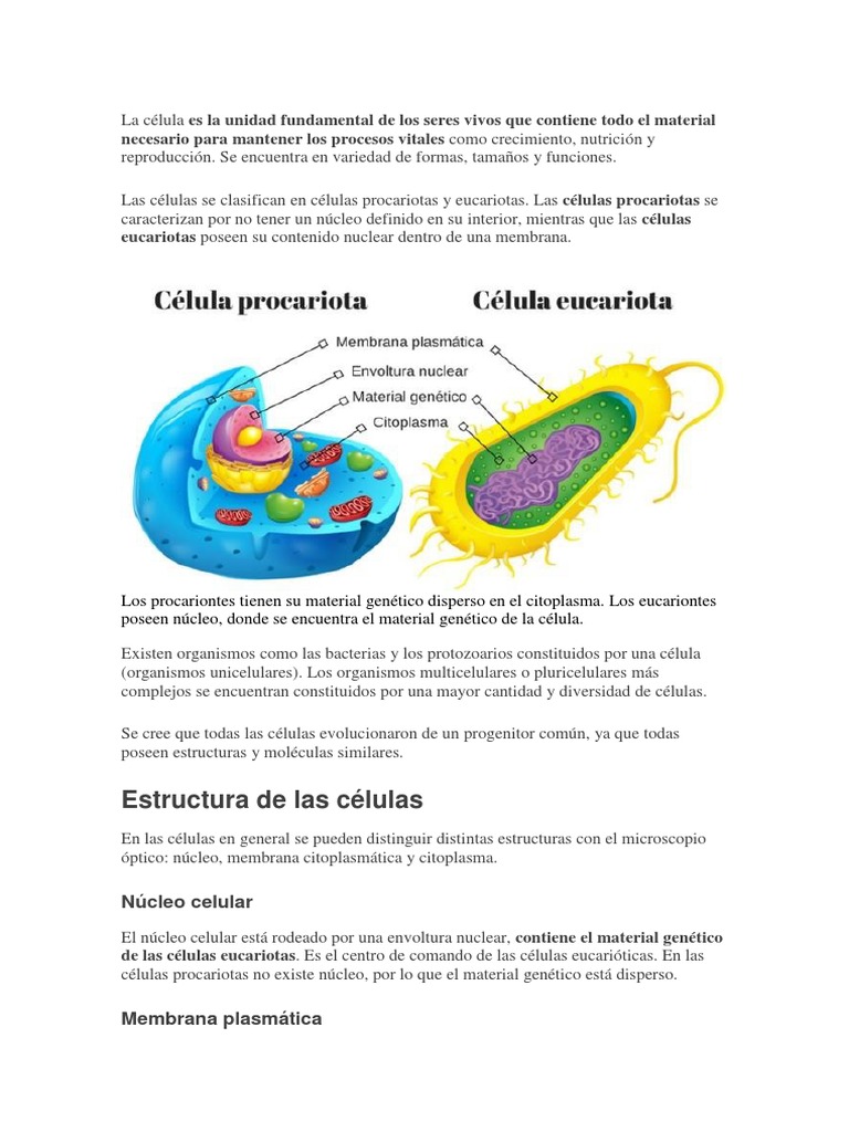 Estructura y tipos de células | PDF | Citoplasma | Biología Celular)