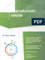Reproduccion Celular PDF