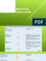 Anatomi Musculus Regio Antebrachium