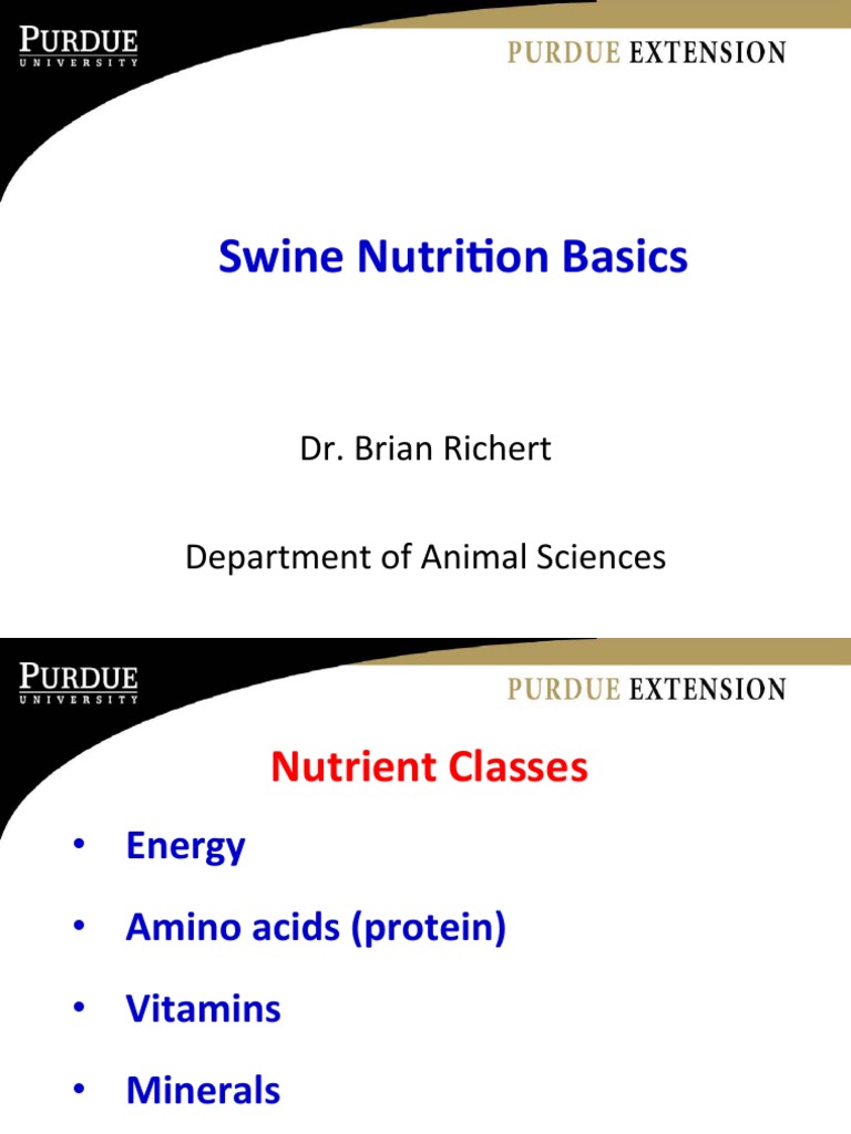 Swine Nutrition Basics PDF Essential Nutrients Nutrients