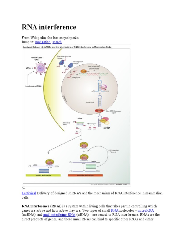 RNA Interference Mechanism Explained | PDF | Rna Interference | Micro Rna