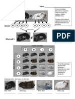 Dihybrid Guinea Pigs PDF