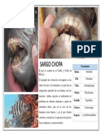 Taxonomía Sargo Chopa