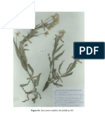 Figure S1: Scorzonera Latifolia (Fisch&Mey) DC