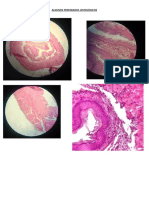 Preparados Histologicos Fotos
