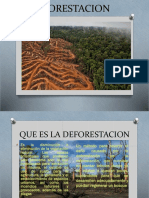 Deforestacion y Reforestacion