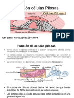 Otorrinolaringologia