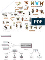 presentacion de invertebrados.pptx