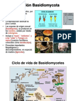 Fitop - División Basidiomycota'18