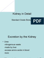 Kidney in Detail: Standard Grade Biology