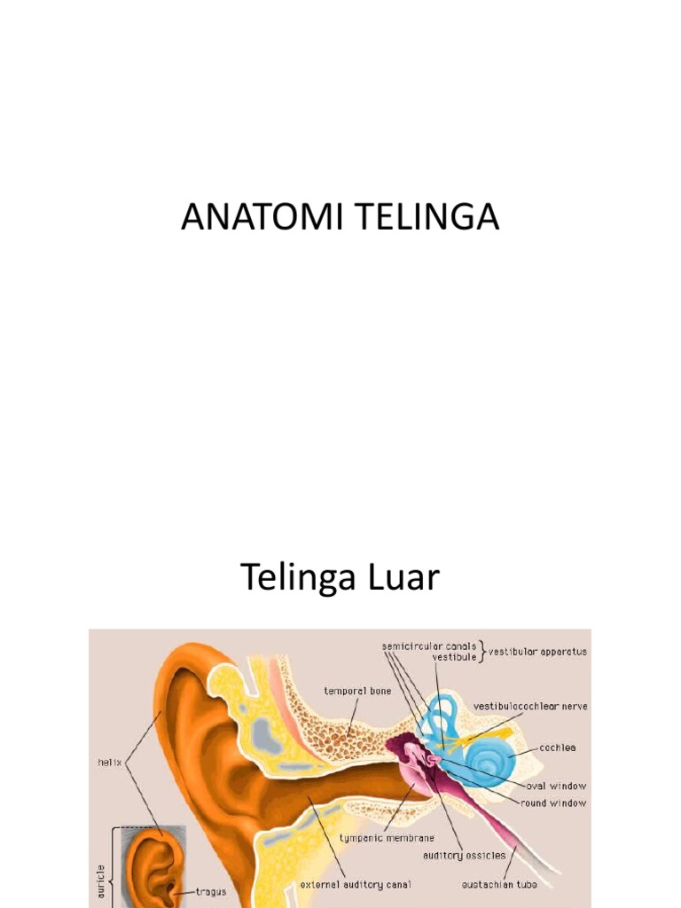 Anatomi Telinga Pdf