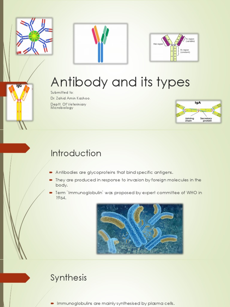 An Overview of Antibody Types and Their Functions PDF