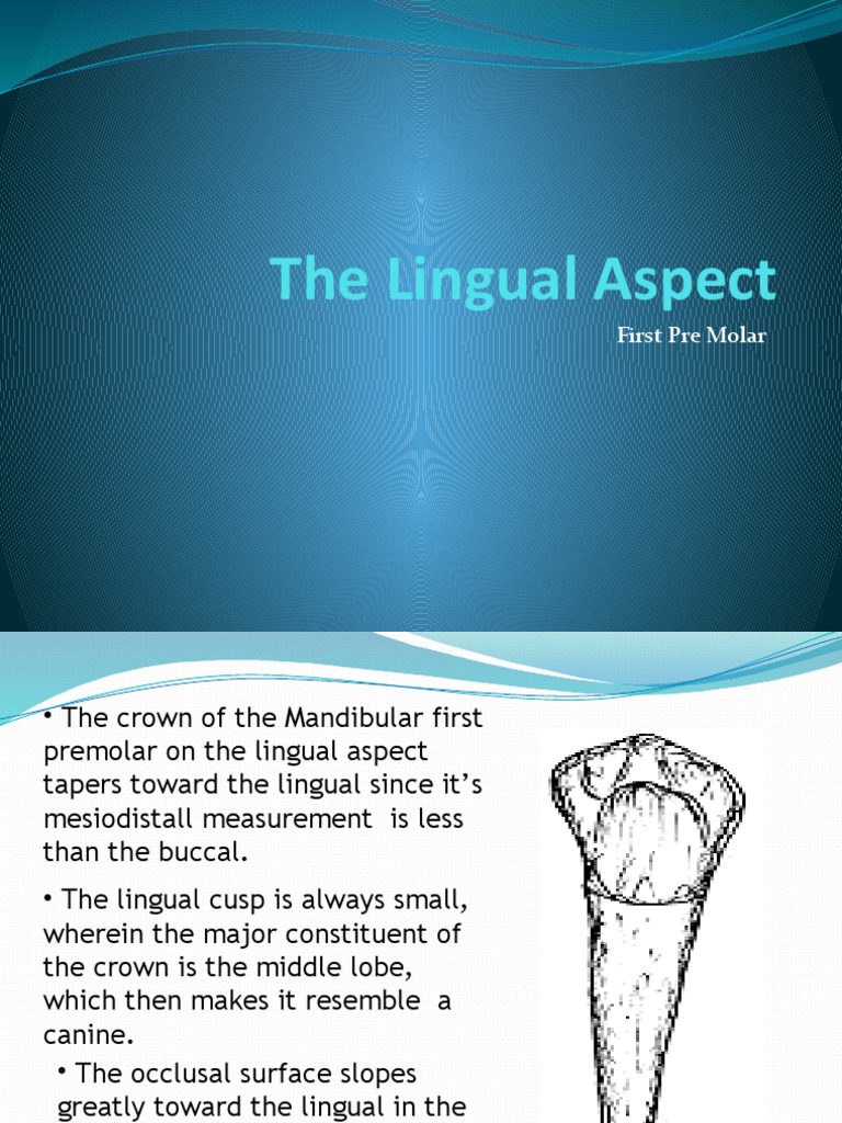Dental Anatomy: Lingual View | PDF