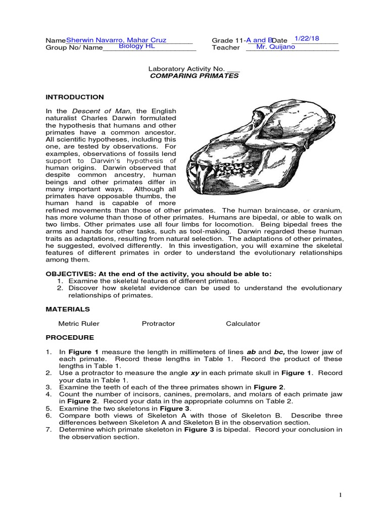 Comparing Primates | PDF | Bipedalism | Human