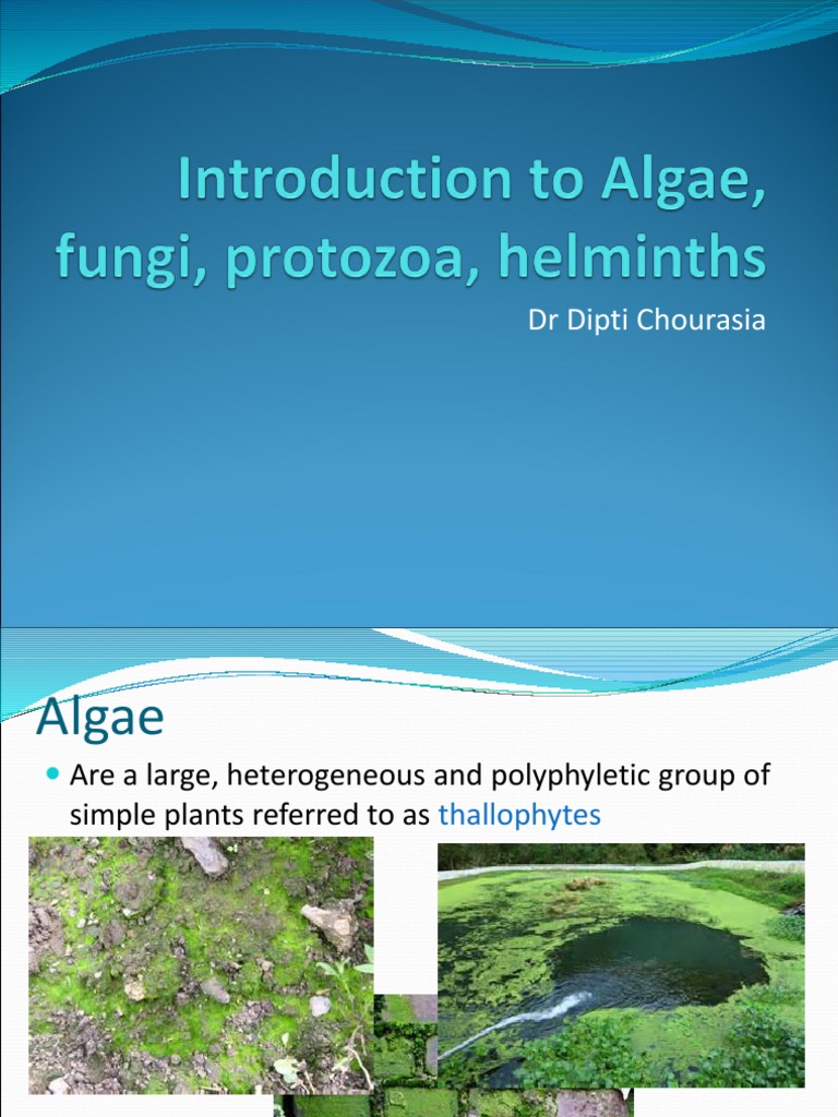 Introduction to Algae and Fungi | PDF | Protozoa | Fungus