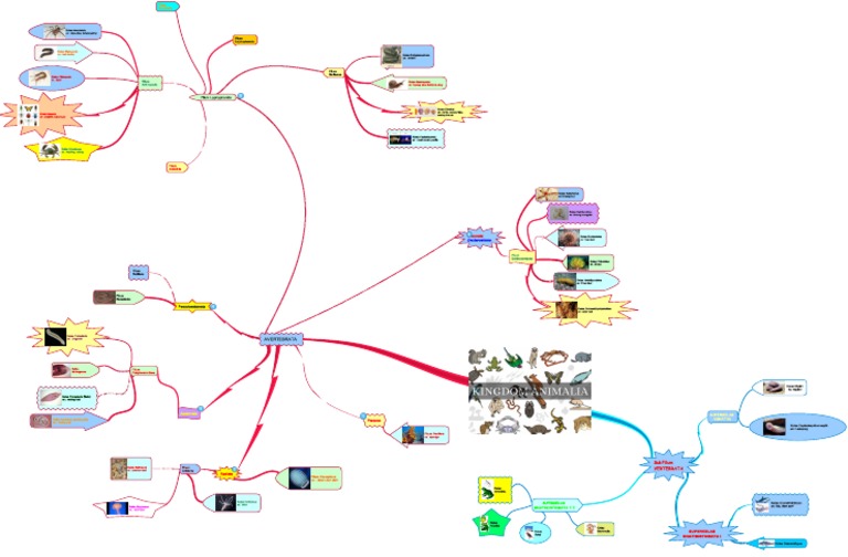 Mind Map Animalia | PDF