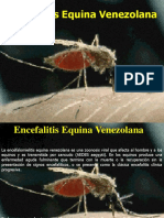 Encefalitis Equina Venezolana