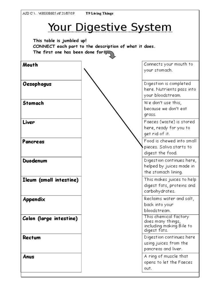 Your Digestive System PDF Digestion Human Digestive System