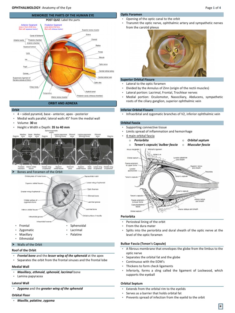 Anatomy of Orbital Fascia and Tenon's Capsule | PDF | Cornea | Retina