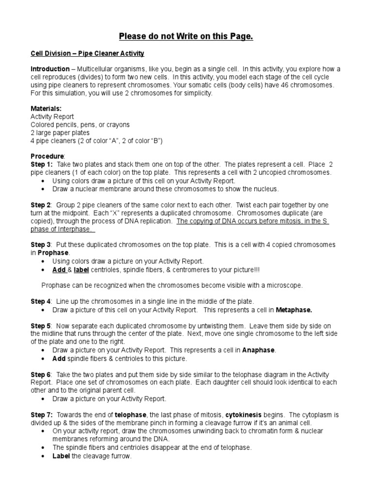 Cell Division Pipe Cleaner Activity PDF Mitosis Chromosome