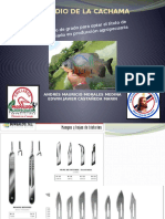 Estudio de La Cachama Blanca y Fisiologia Del Sistema Digestivo-Circulatorio. Grupo Experimental