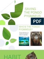 Save The Pongo Pygmaeus