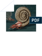 Ammonites Doc5