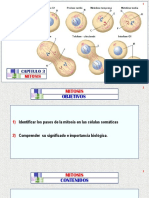 A MITOSIS - Arteaga M. Modif.