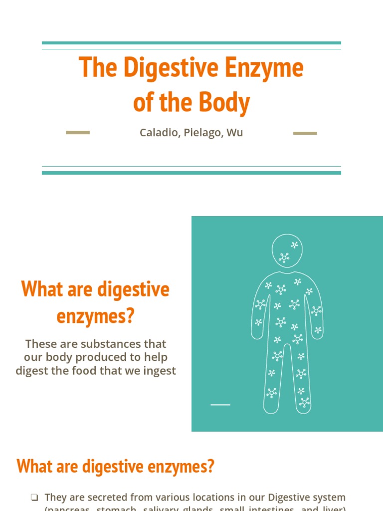Digestive Enzymes in the Human Body | PDF | Digestion | Enzyme