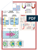 Celula Osmosis