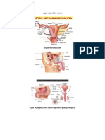 Organ Reproduksi Wanita